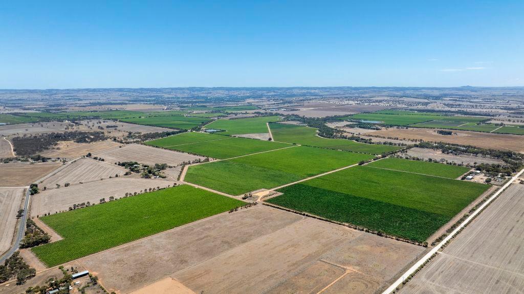 Lanhorne Creek Vineyards