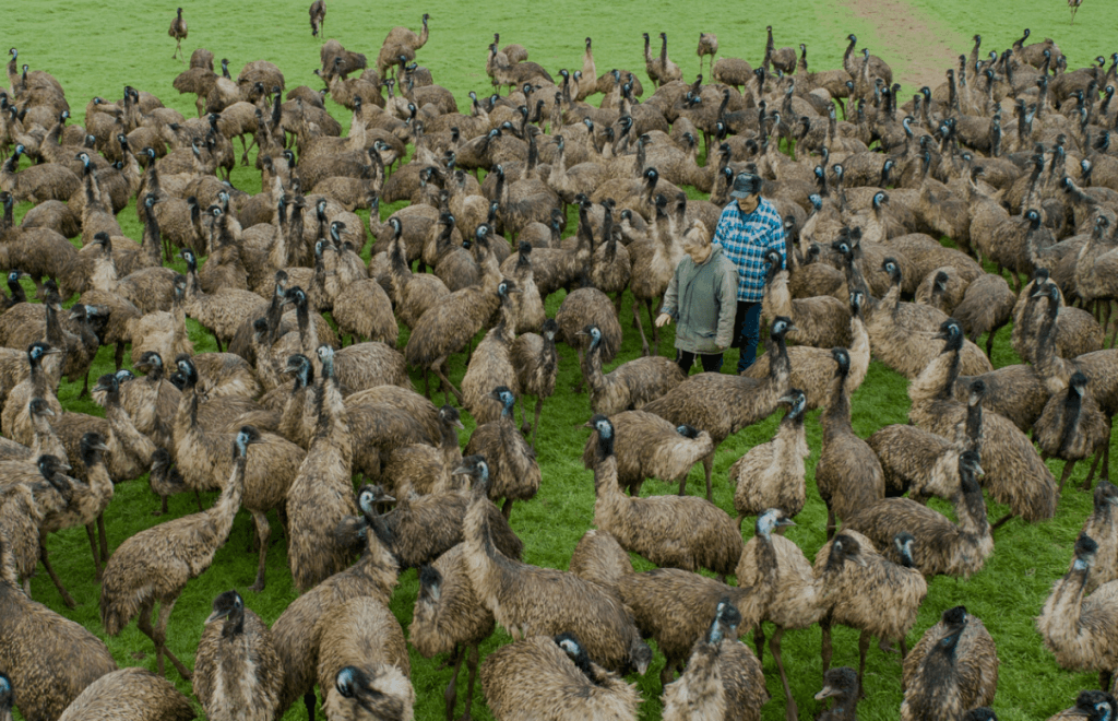 jeff-jane-long-emu
